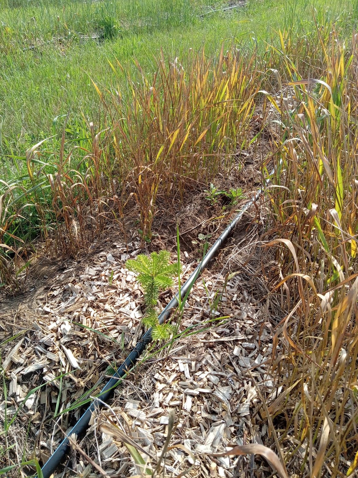 Photo 3.  Effects of post-emergent grass herbicide application (002).jpg